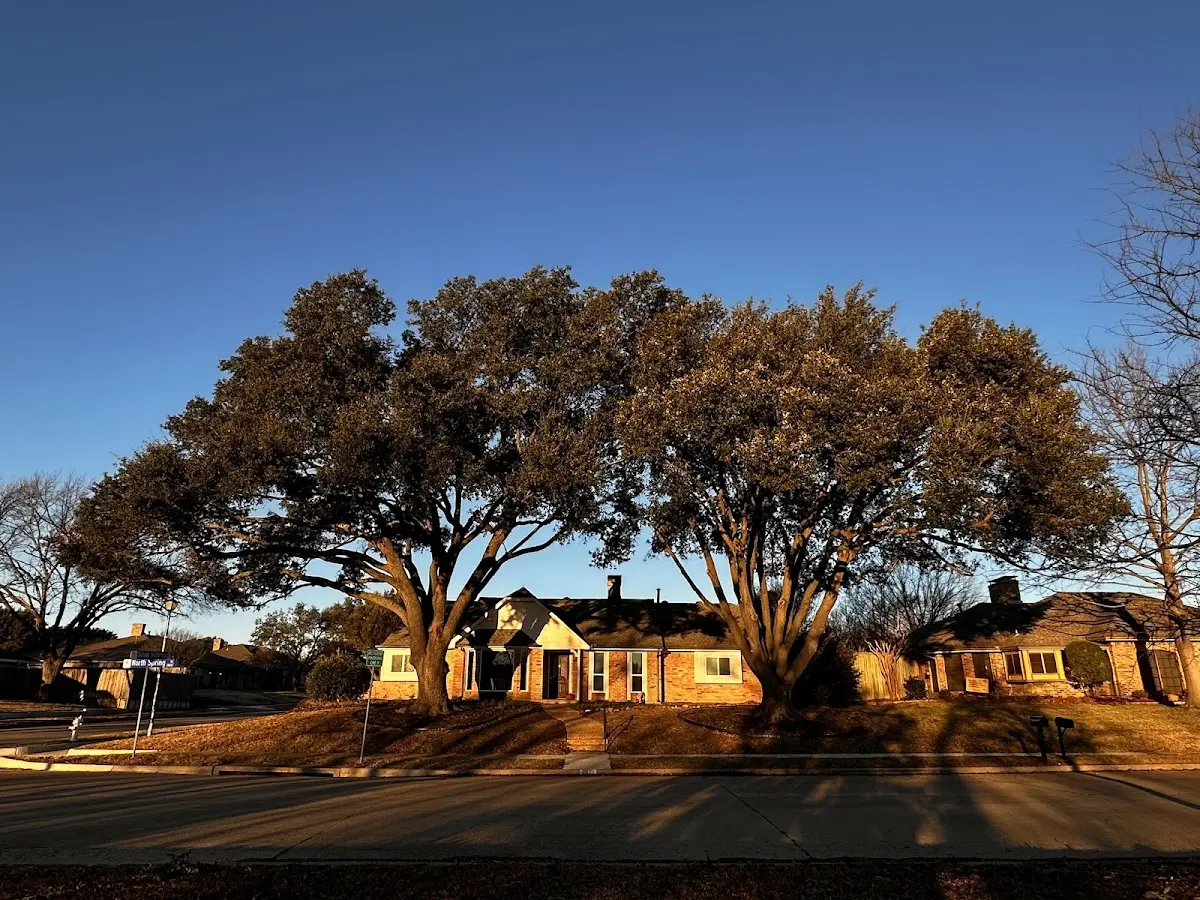 Established residential canopy tree shading a home in Lucas