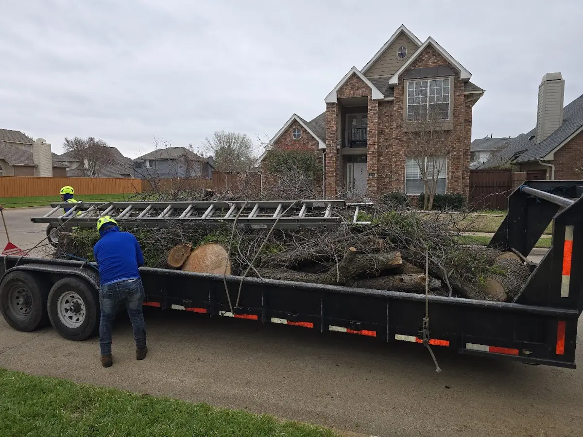 Expert Tree Removal with proper safety equipment in Lucas